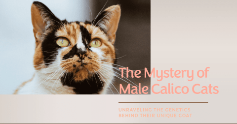 What Is A Male Calico Cat?
