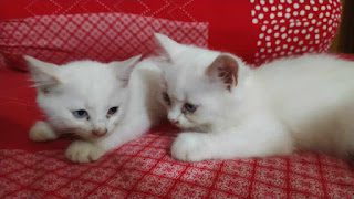 Do all male calico cats have health problems