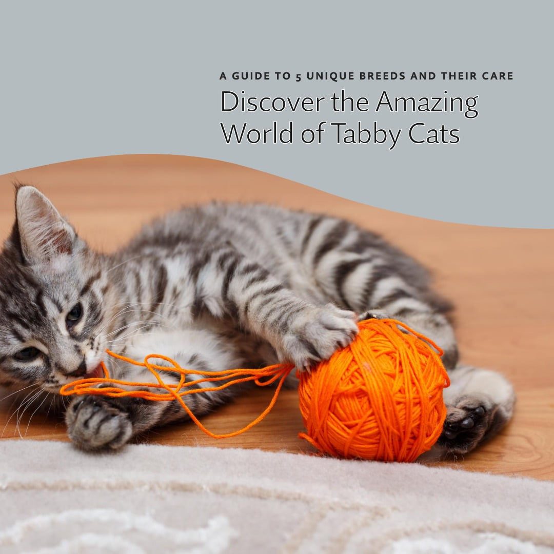 Tabby Cat Breeds: Amazing 5 Species, Breeds Guide & Care - Male Calico Cat Tabby Cat Breeds