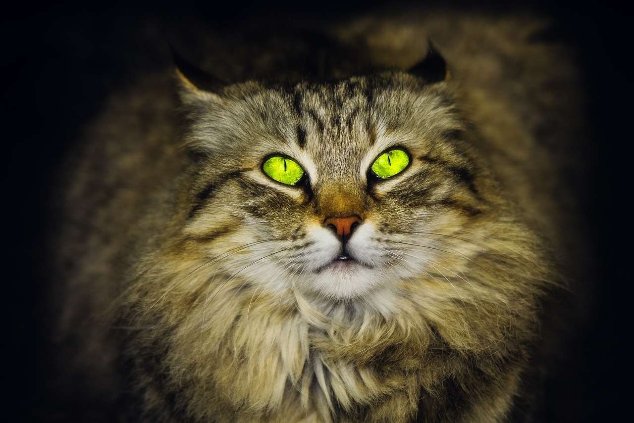 Best Wet Cat Food
