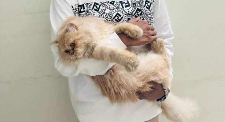 Calico Cat Names