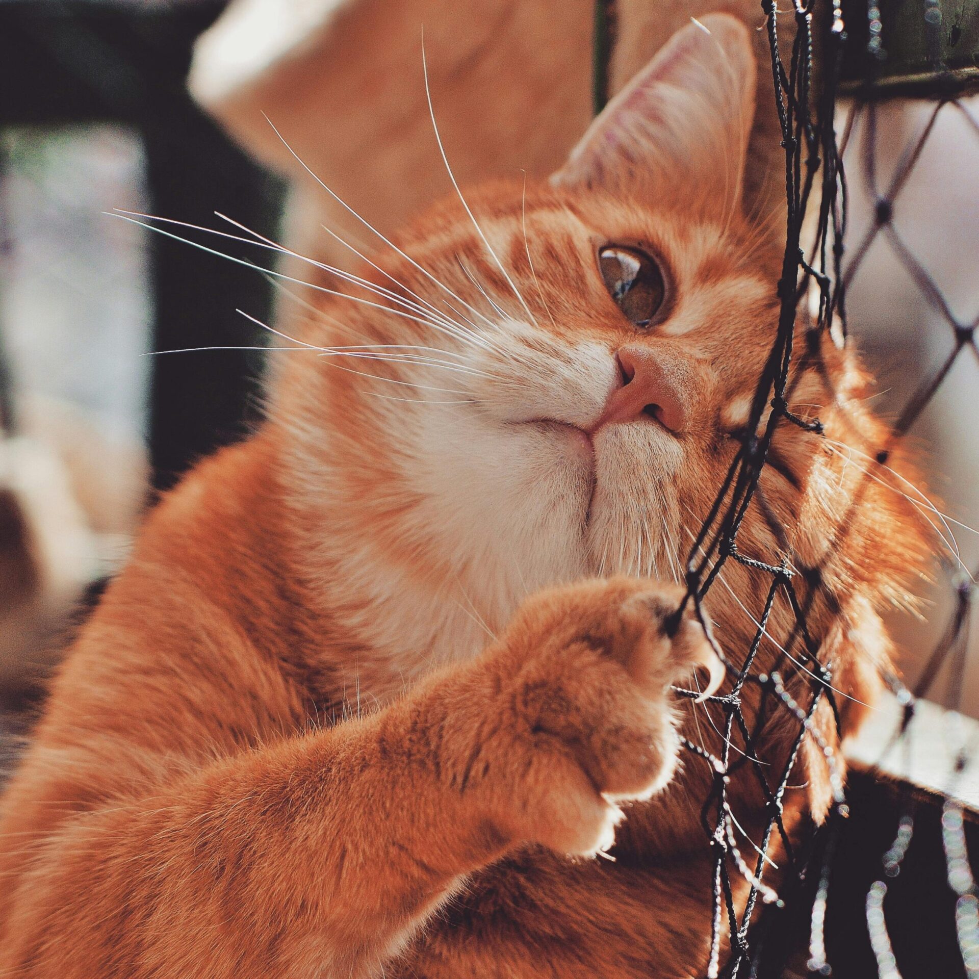 Can Cats Be Autistic