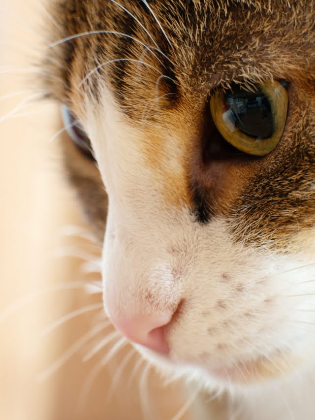 Male Calico cat
