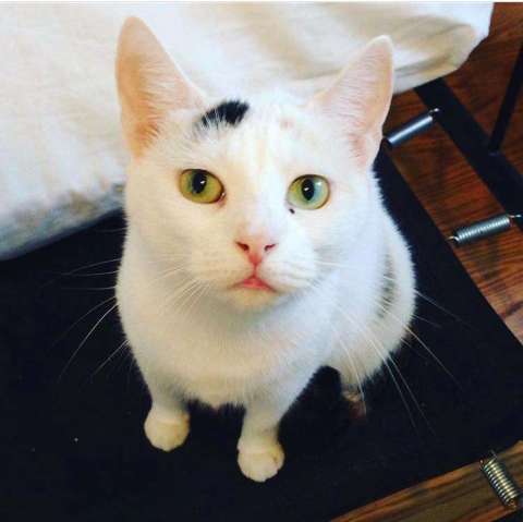 Unveiling 6 Different Types of Calico Cats