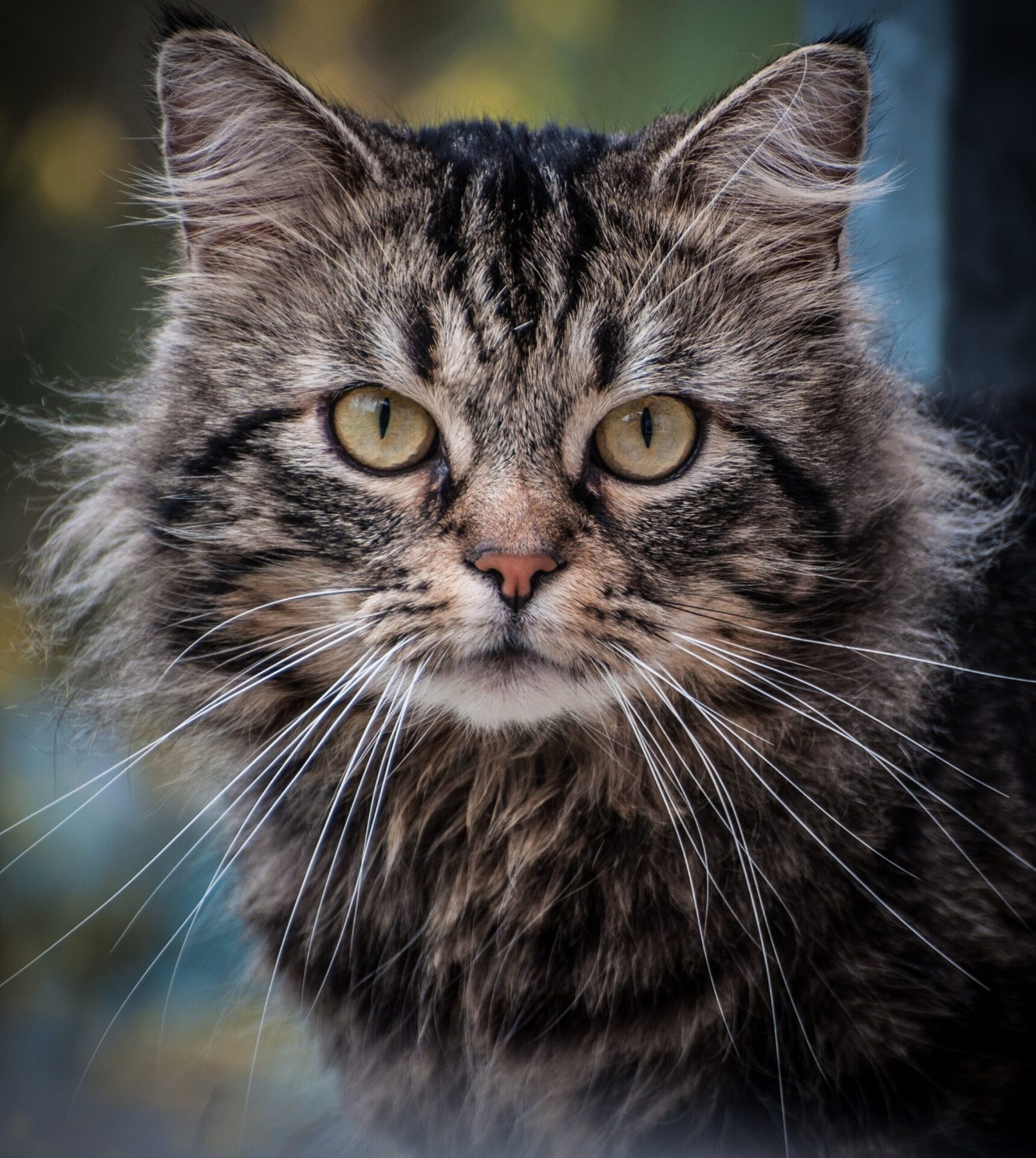 Grey Persian Cat