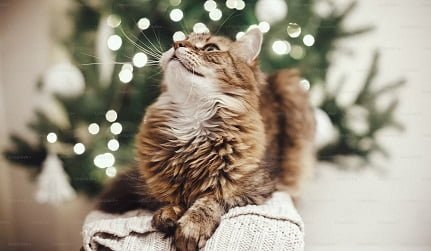 Uncover 10 Issues Maine Coon Kittens for Sale Ohio