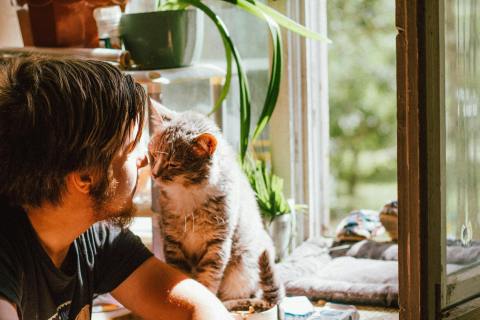 What Does a Male Cat Look Like After Being Neutered?