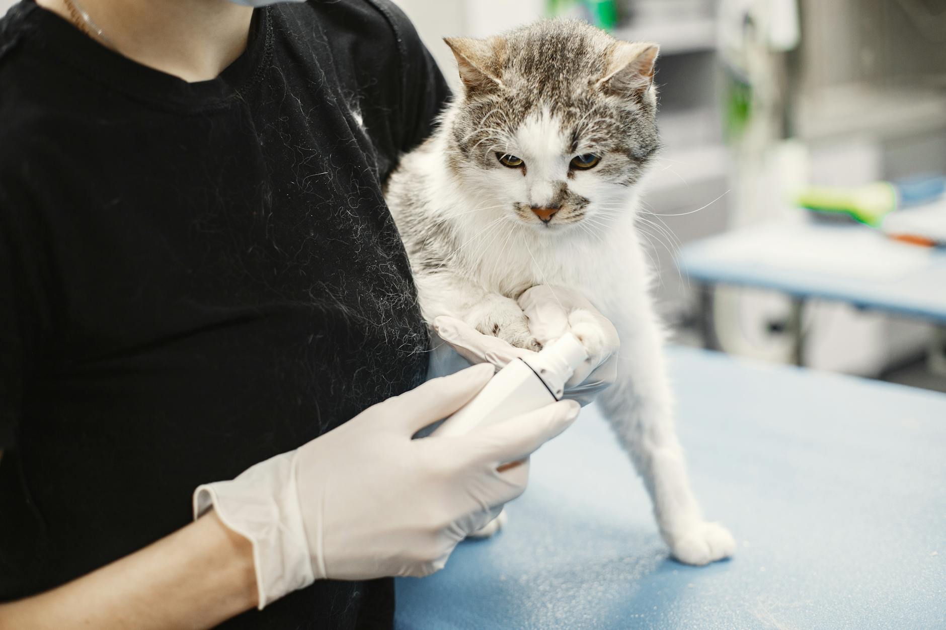 Male Cat Spraying: How to Manage a Male Cat From Spraying - Male Calico Cat Male Cat Spraying