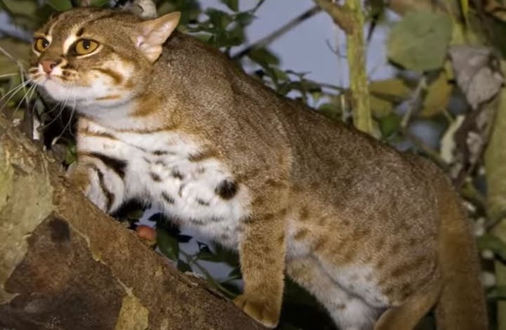 Rusty Spotted Cat