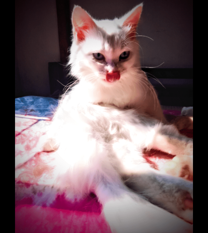 Grumpy Cat Breed