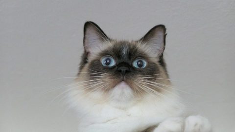 How Much Are Ragdoll Kittens? Top 6 Price Factor