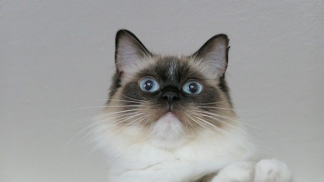 How Much Are Ragdoll Kittens