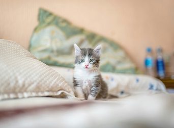 Nebelung Cat Breed
