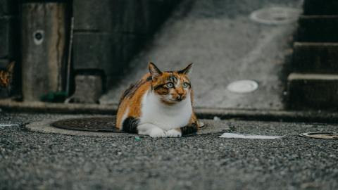 What Happens if a Calico Cat is Male?