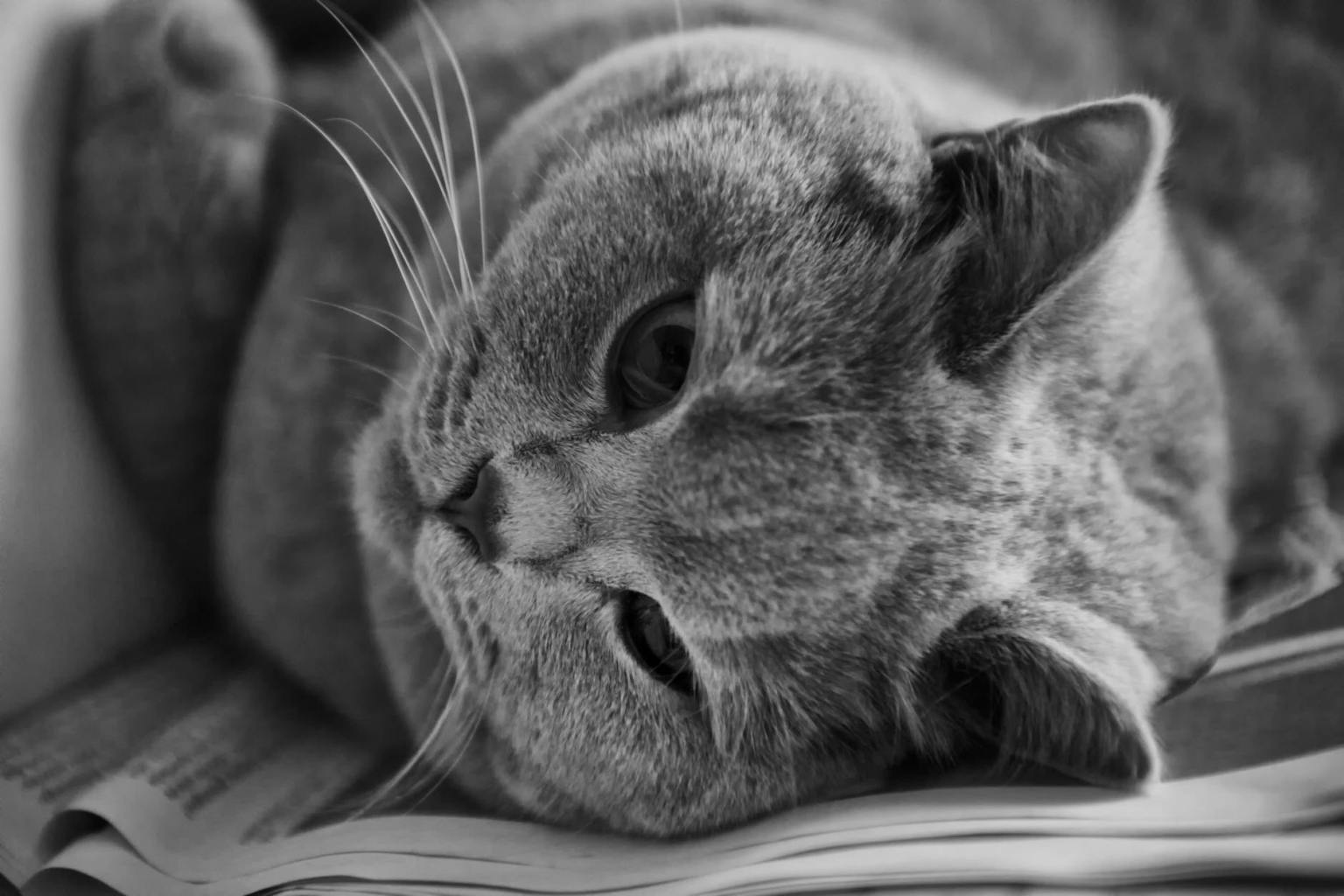 cat in greyscale photo