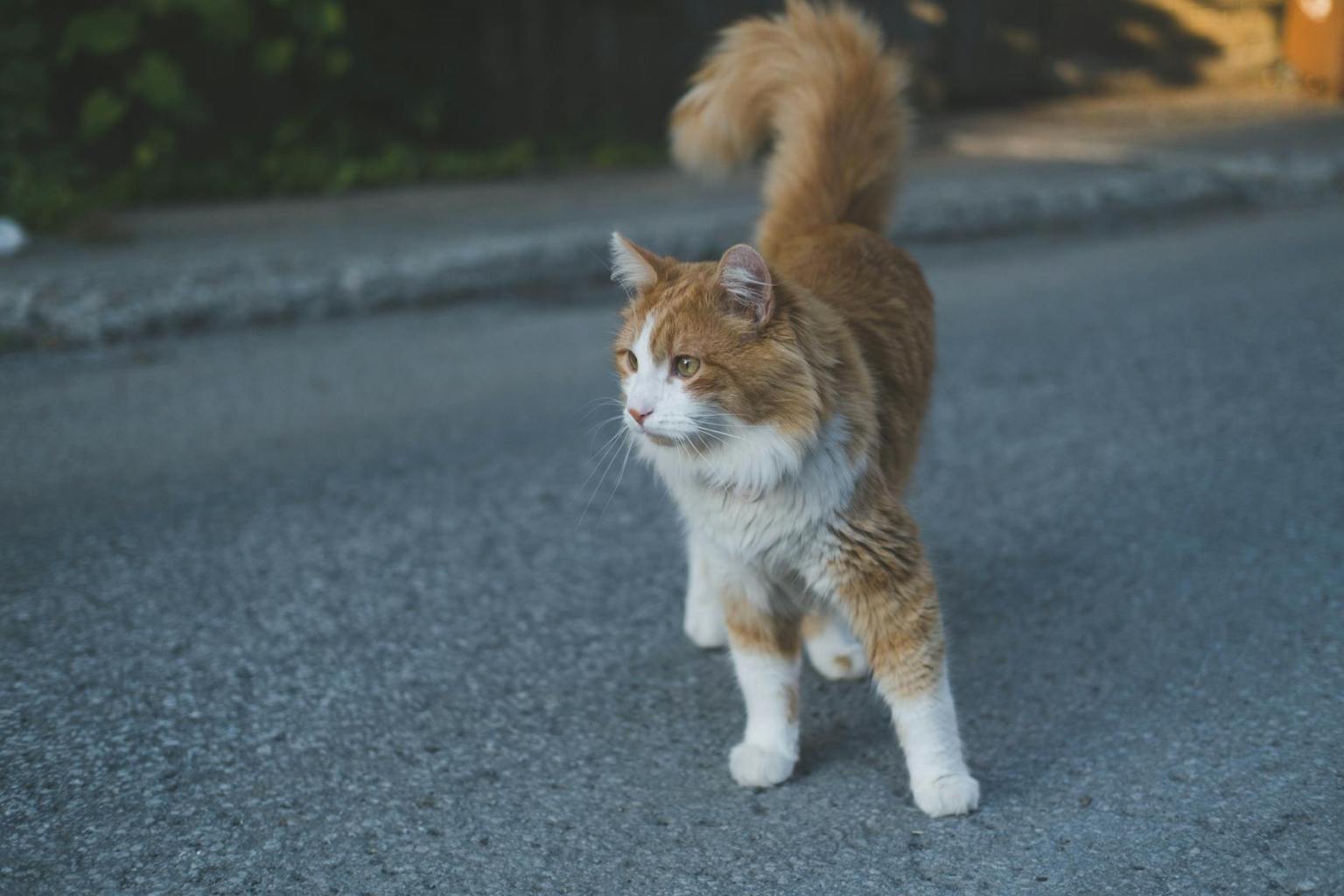 8 Most Beautiful Cat Breeds in The Pet World - Male Calico Cat norwegian forest cat standing on an asphalt road