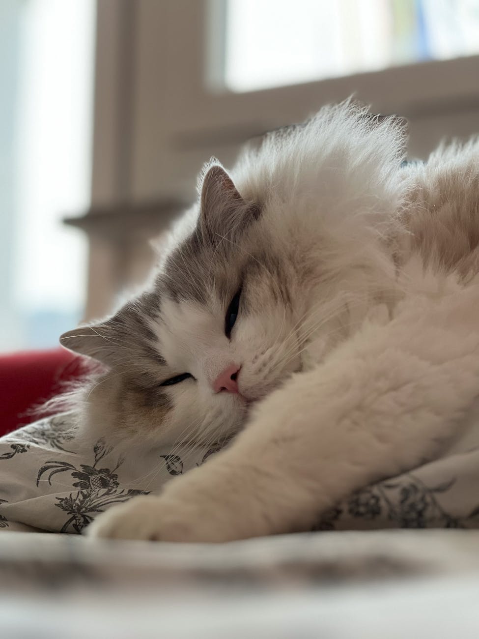 8 Most Beautiful Cat Breeds in The Pet World - Male Calico Cat a sleeping ragdoll