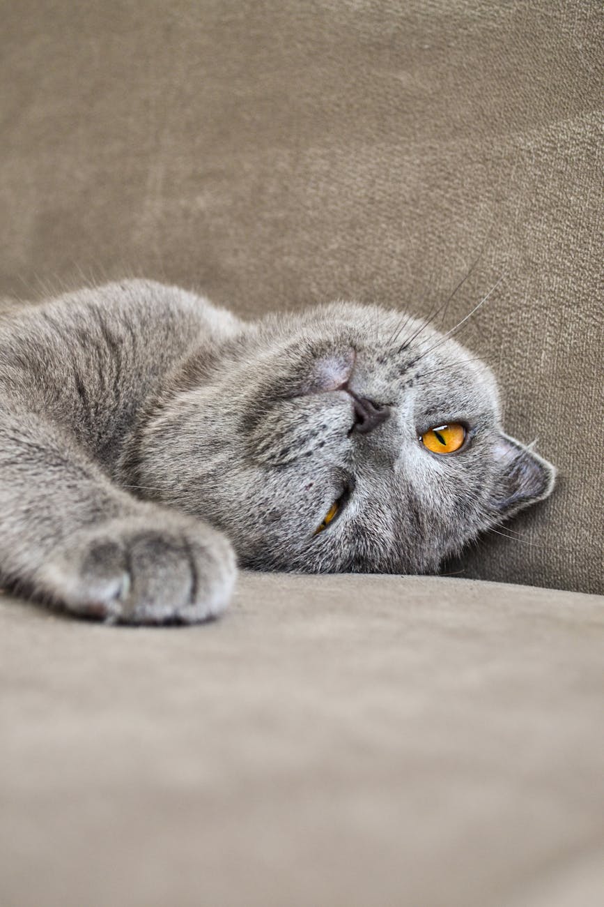 8 Most Beautiful Cat Breeds in The Pet World - Male Calico Cat close up of cat lying down