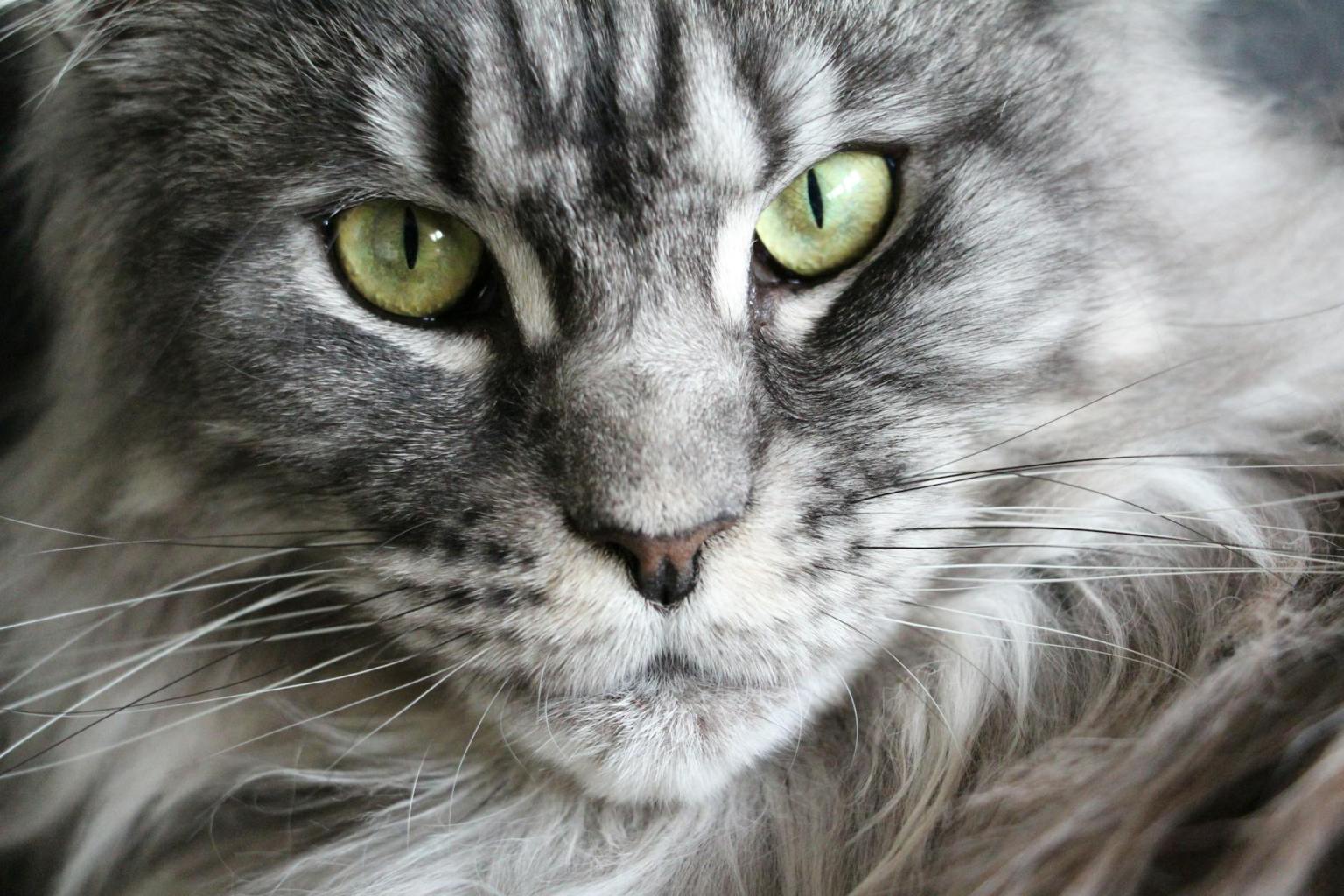 grey and white coon cat