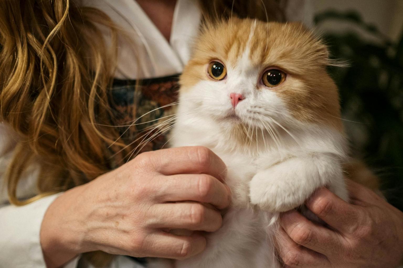 8 Most Beautiful Cat Breeds in The Pet World - Male Calico Cat woman holding orange and white cat