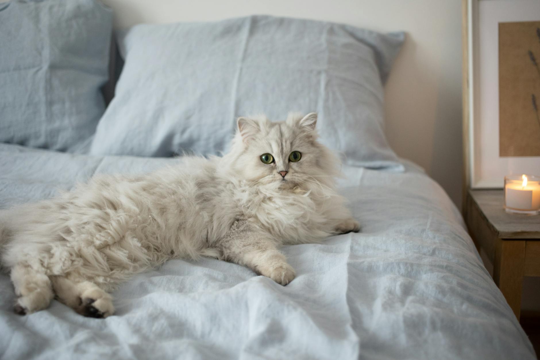 8 Most Beautiful Cat Breeds in The Pet World - Male Calico Cat 8 Most Beautiful Cat Breeds