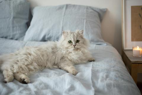 What is the No 1 Cat Breed?