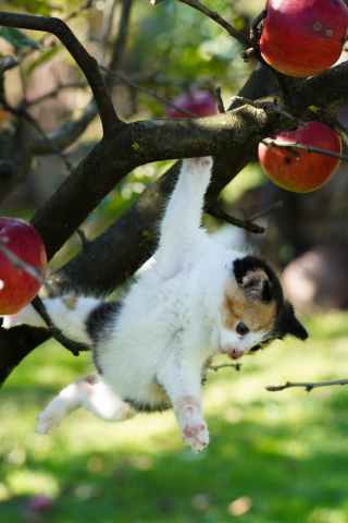 Why are Calico Cats so Special?
