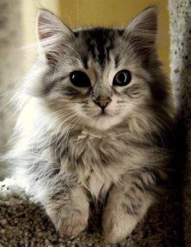 Why are Maine Coon Cats so friendly?