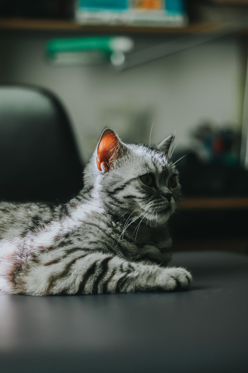 American Shorthair: Top 14 Ways to Identify Cat Breeds - Male Calico Cat cat lying on gray surface