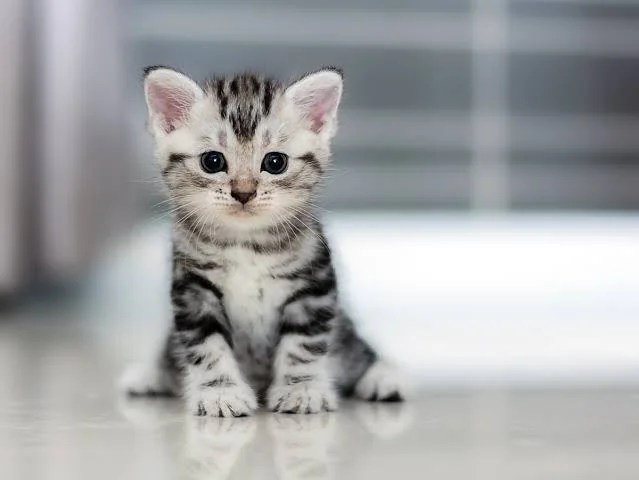 7 Ways to Identify an American Wirehair Cat Breed i62opel03cs41 1