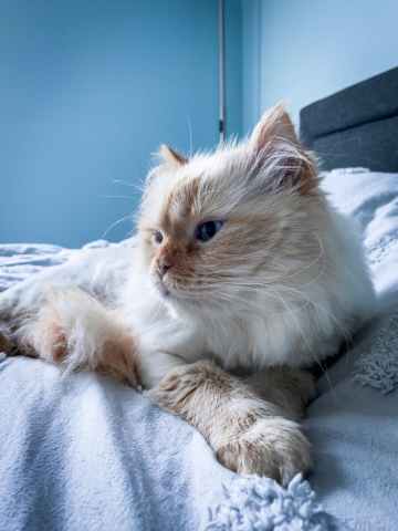 Ragdoll Kittens for Sale in Pennsylvania