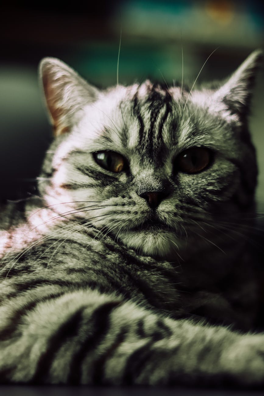 American Shorthair: Top 14 Ways to Identify Cat Breeds American Shorthair