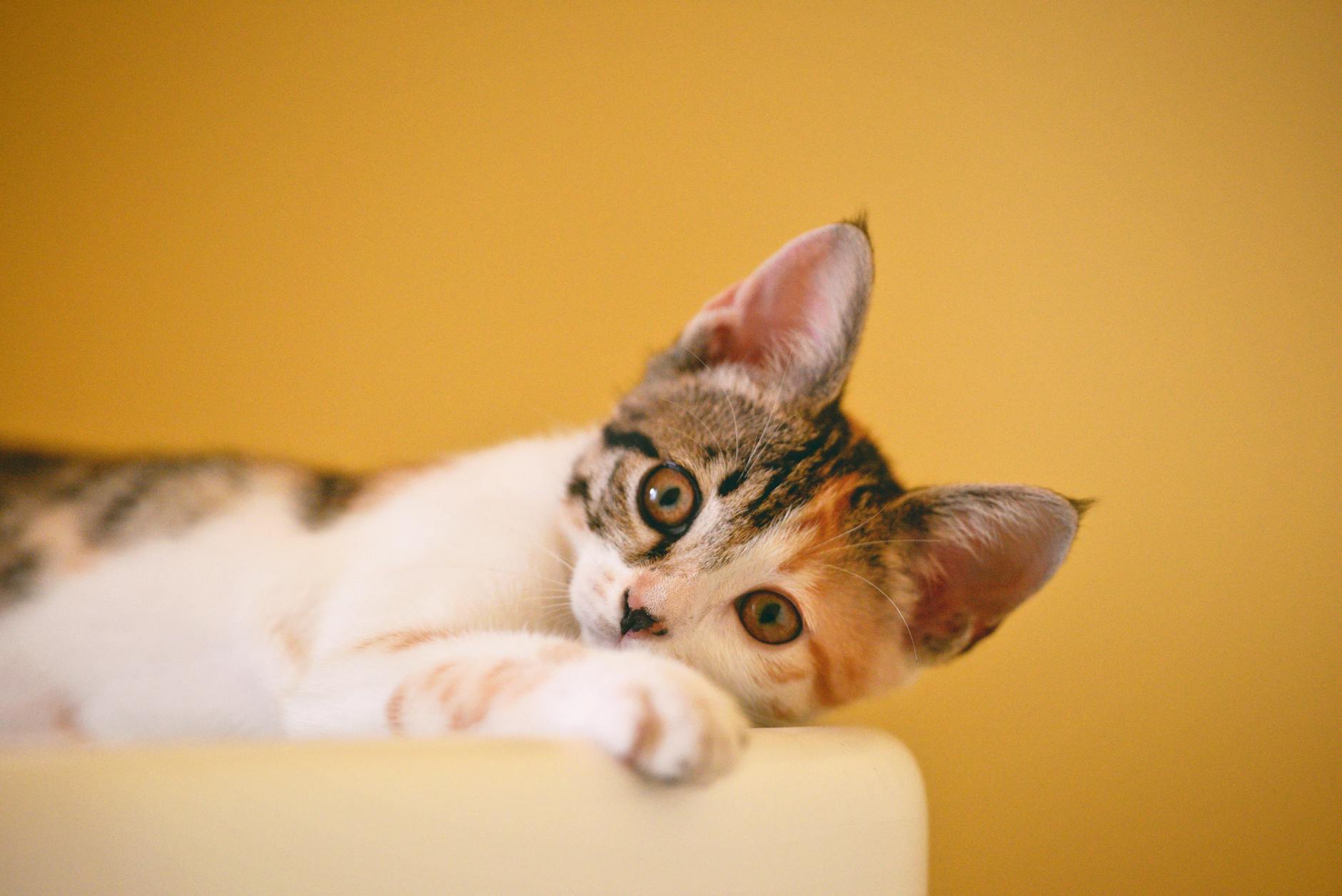 Read more about the article Dilute Calico Cat: Are dilute calico cats rare?