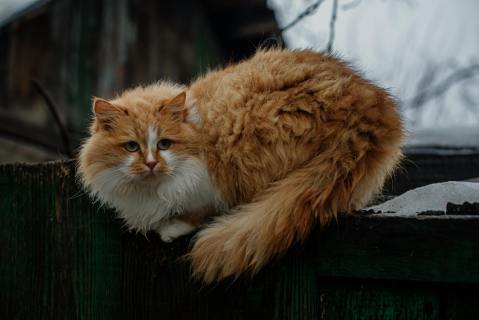 What is the difference between a regular male cat and a “Tom cat”?