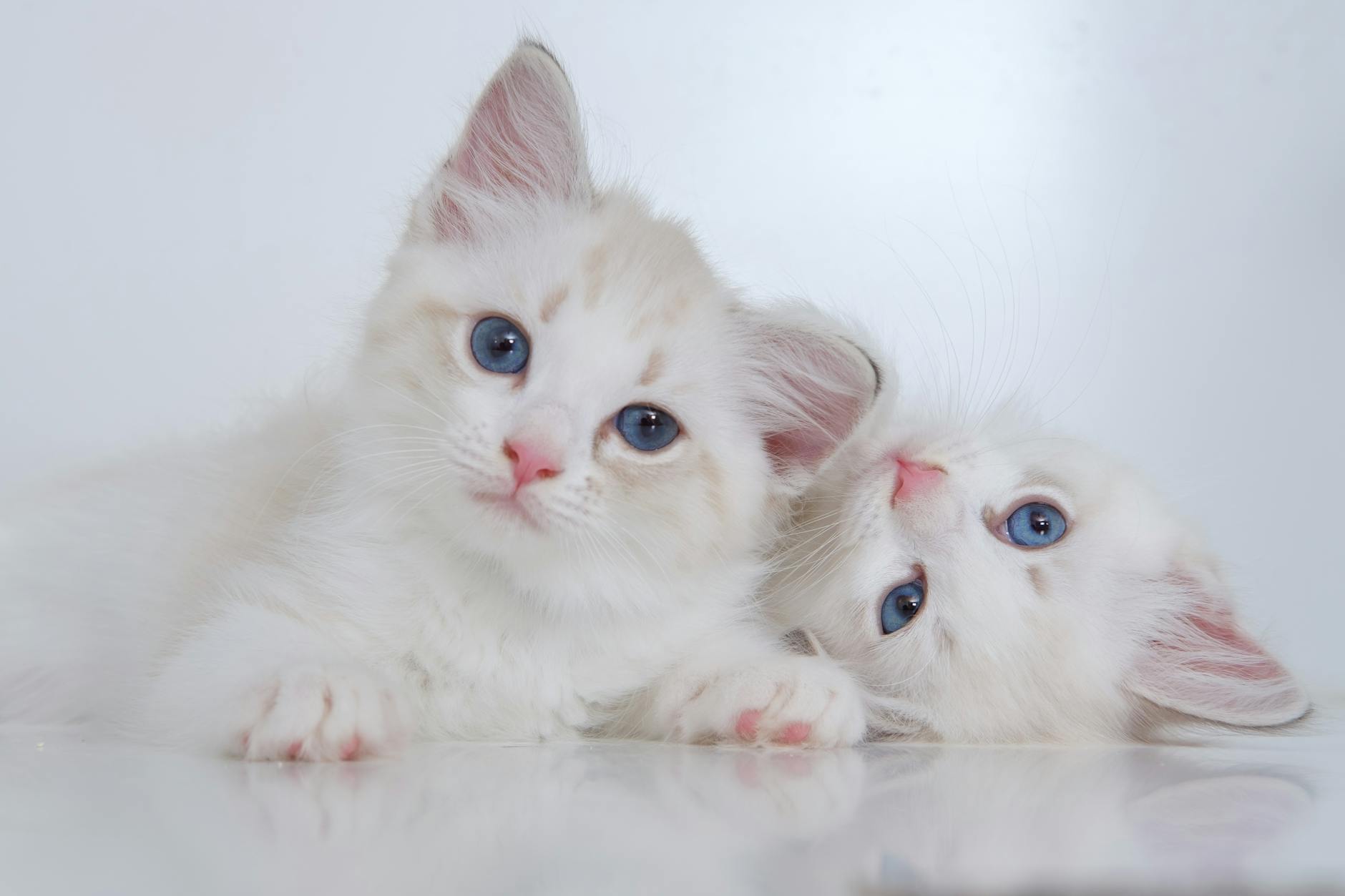 Ragamuffin Cat Breed Overview: Pictures & Personality - Male Calico Cat adorable kittens looking at camera
