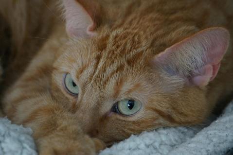 4Paws Pet Insurance: Policy, Claim & Review