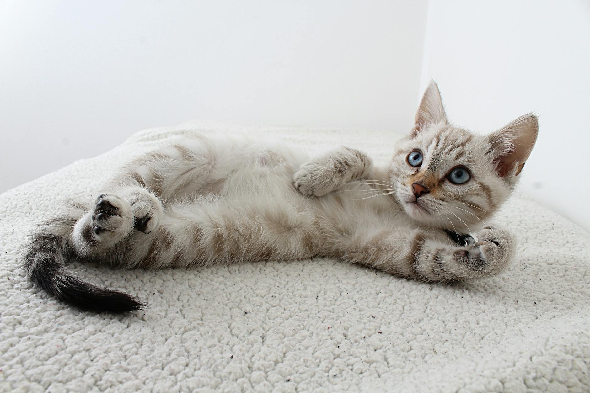 Top 5 Best Cat Insurance Providers in 2024 - Male Calico Cat Best Cat Insurance