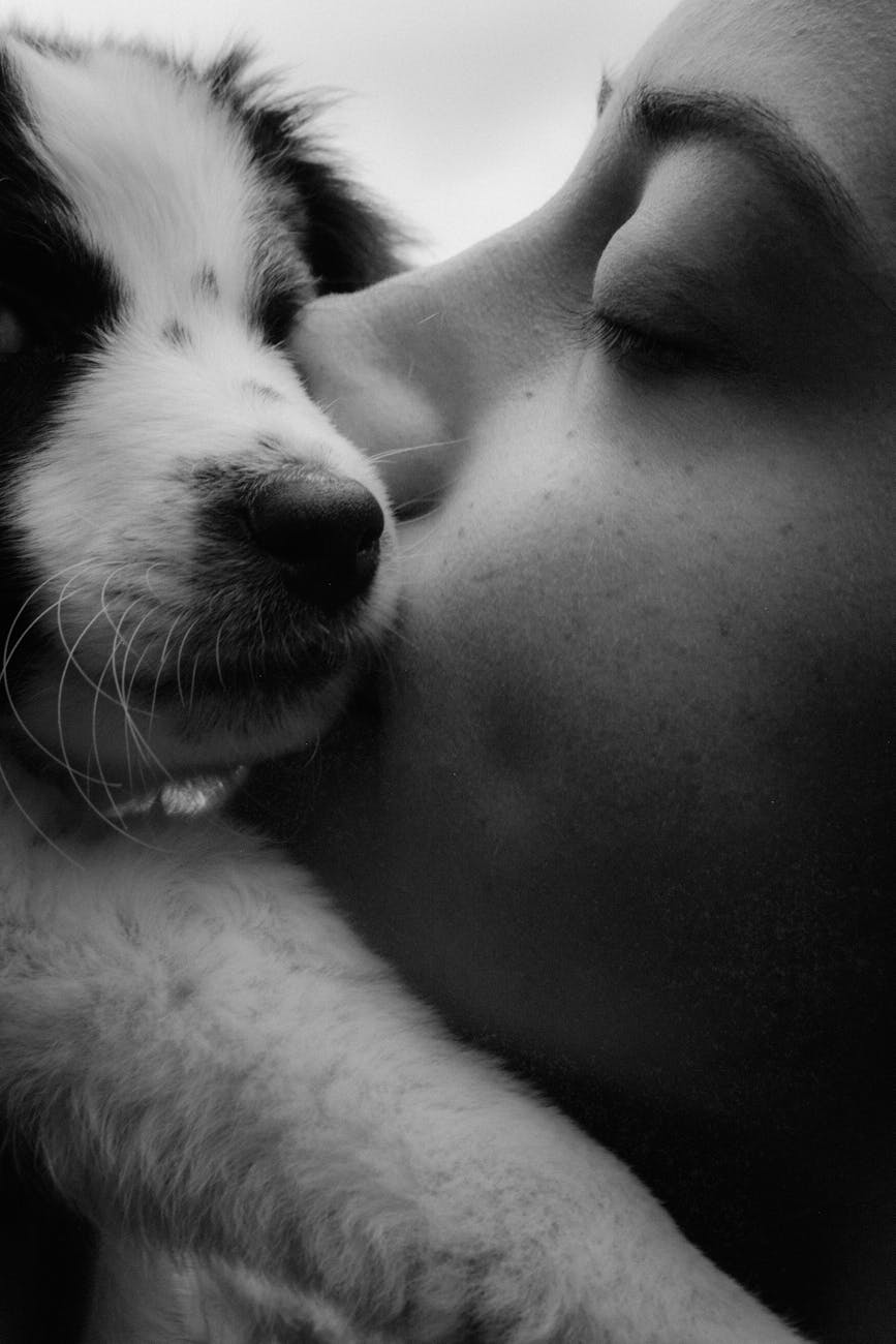 5 Best Value Pet Insurance - Male Calico Cat best value pet insurance