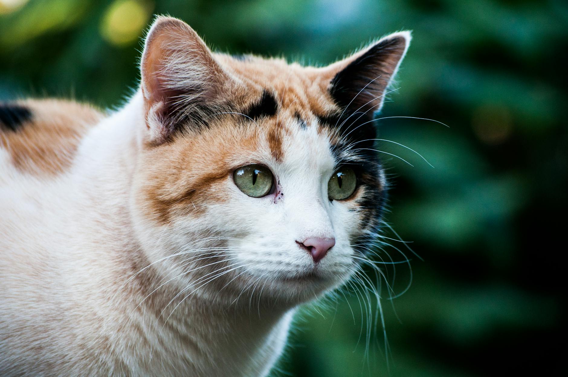 Realistic Calico Cat Stuffed Animal