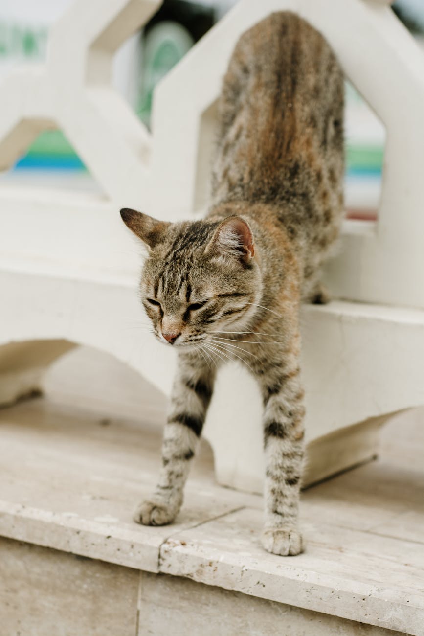 Cat Zodiac Signs: Do They Explain Your Cat's Personality? - Male Calico Cat Cat Zodiac Signs