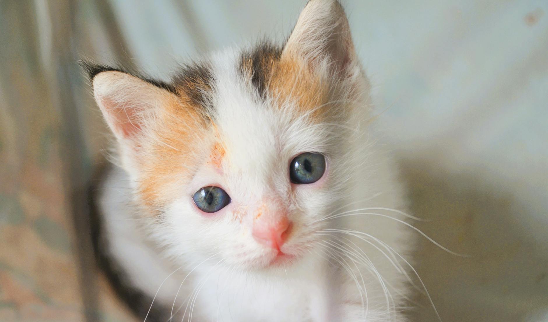 Found Calico Cat Near Me: A Surprise Encounter - Male Calico Cat Found Calico Cat