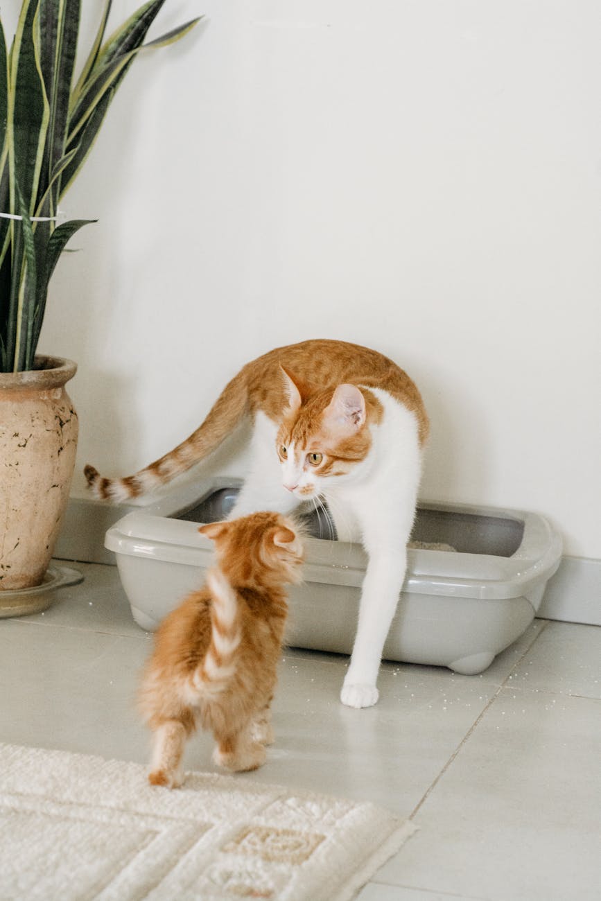 5 Best Way to Train a Cat to Use the Litter Box - Male Calico Cat use the litter box