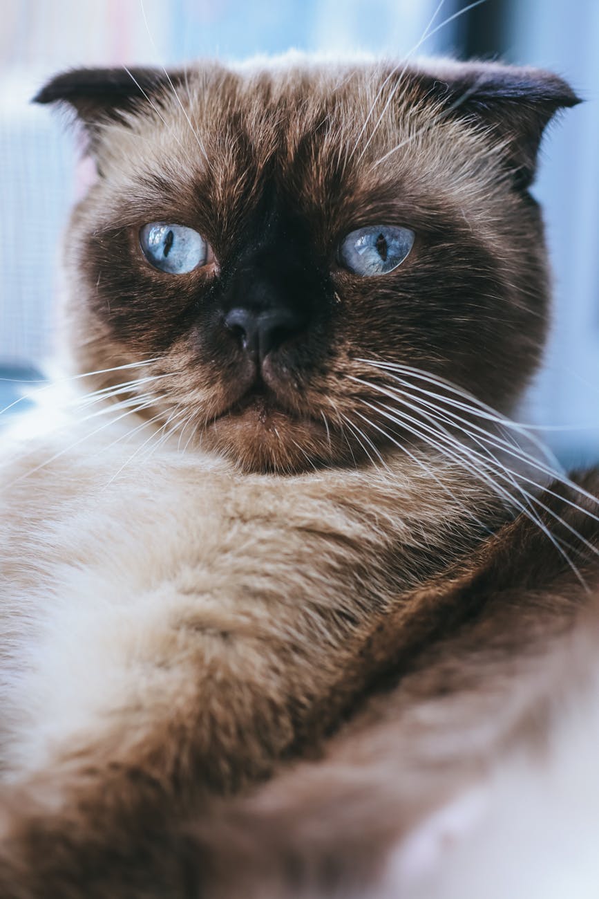 Skookum Cat Breed: History, Temperament & Traits - Male Calico Cat Skookum Cat