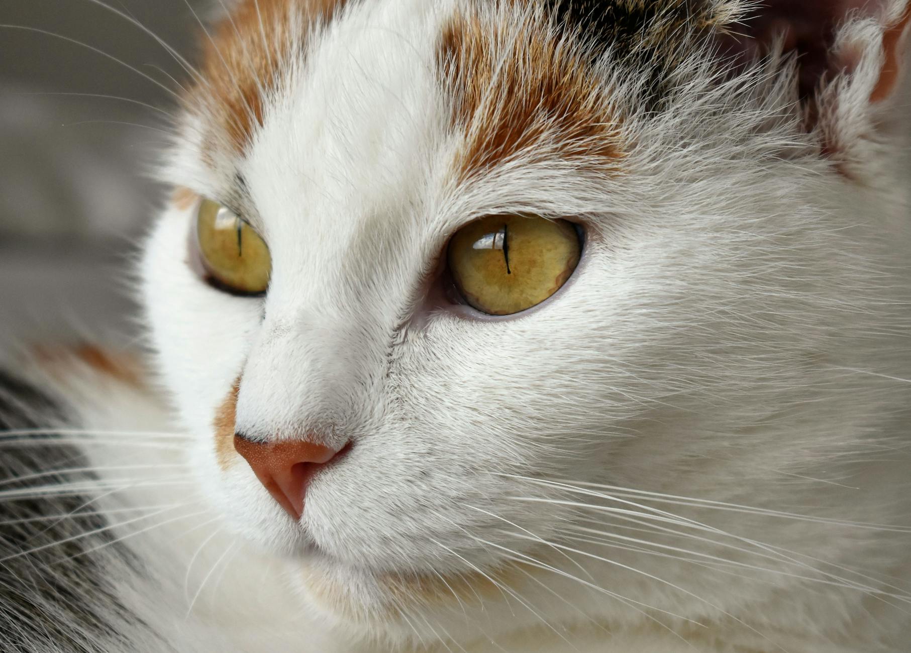 Calico Cats Autistic