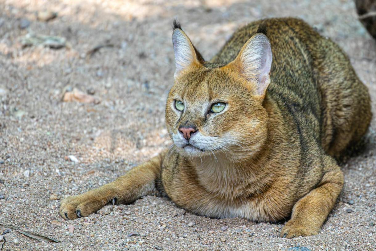 Exotic Cat Breeds