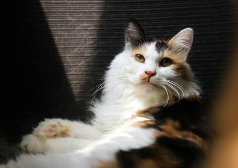 Tricolor Coat Pattern Cats: Types, Personality & Genetics