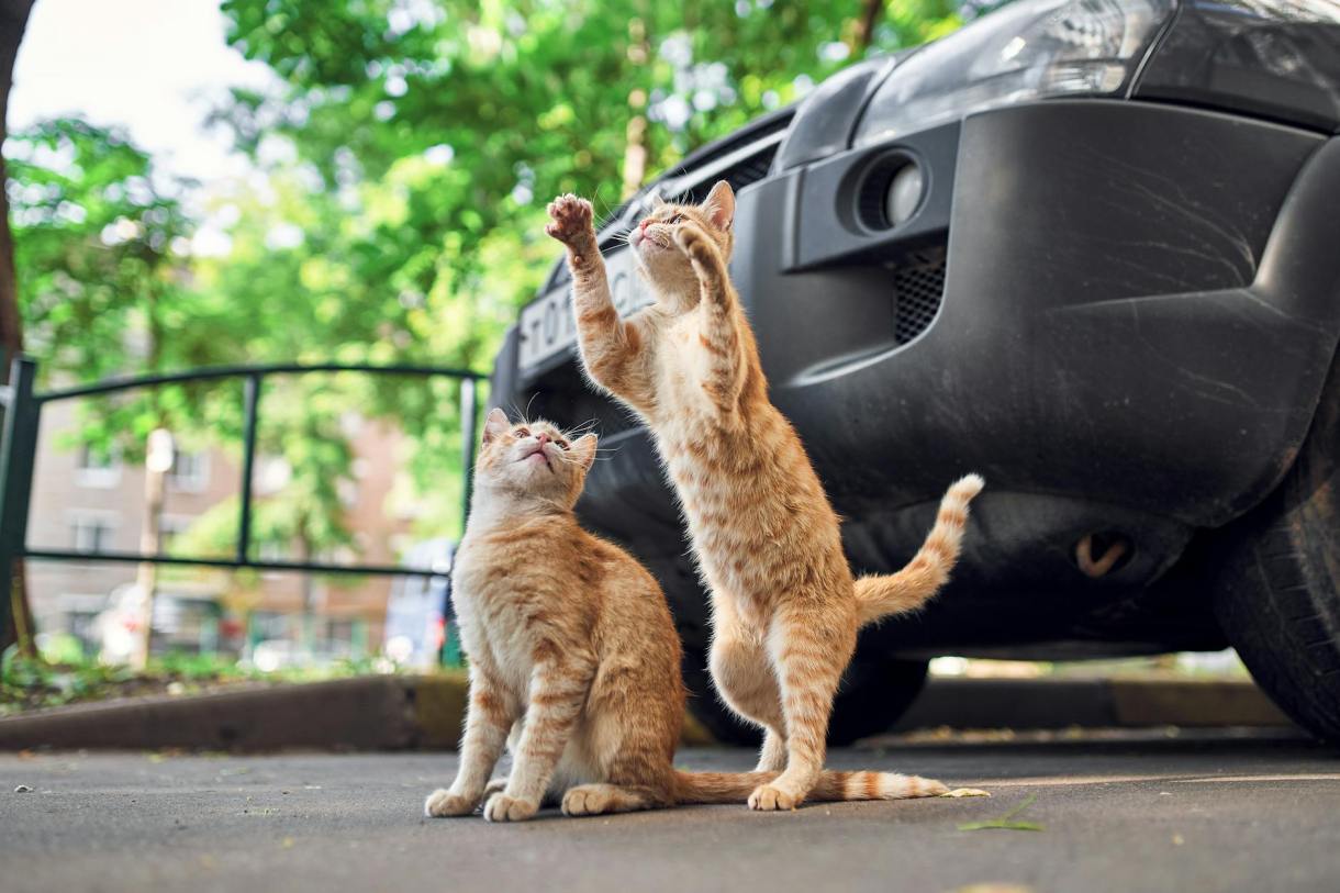 orange tabby cats on gray asphalt road