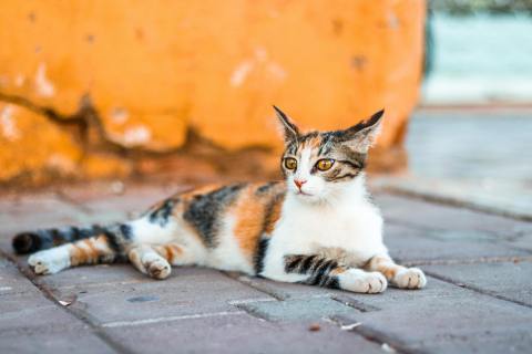 Understanding Calix’s DNA: Why More DNA Rules Out Point Mutation in Calico Cats
