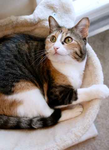 What Does a Calico Cat Look Like? 100 Fact About Calico Breeds