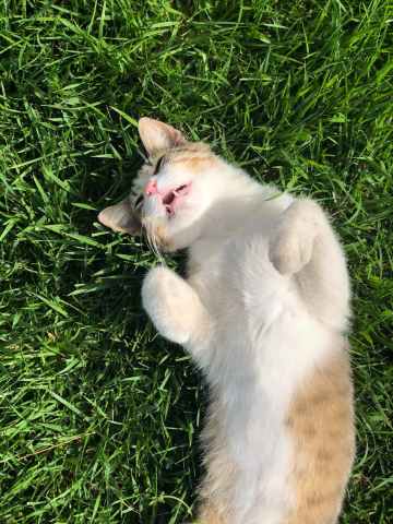 What Happens When You Scratch Your Cat’s Butt?